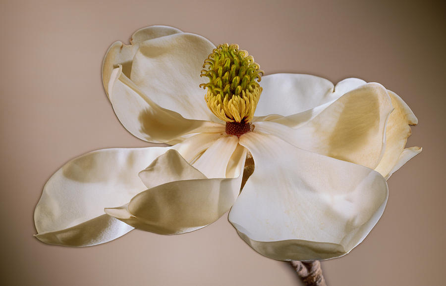 Magnolia Photograph by Kirk Ellison