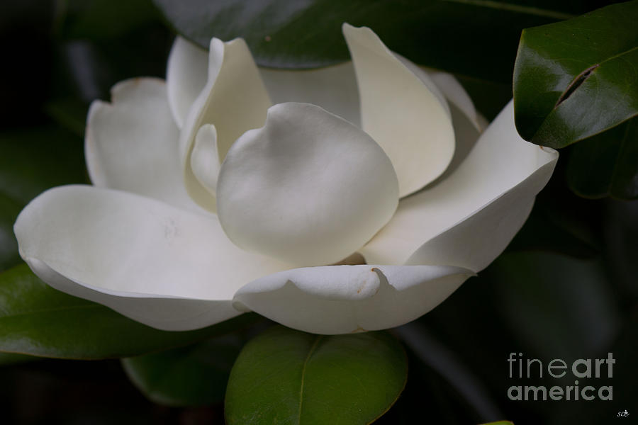 Magnolia Late Bloom Photograph by Sandra Clark