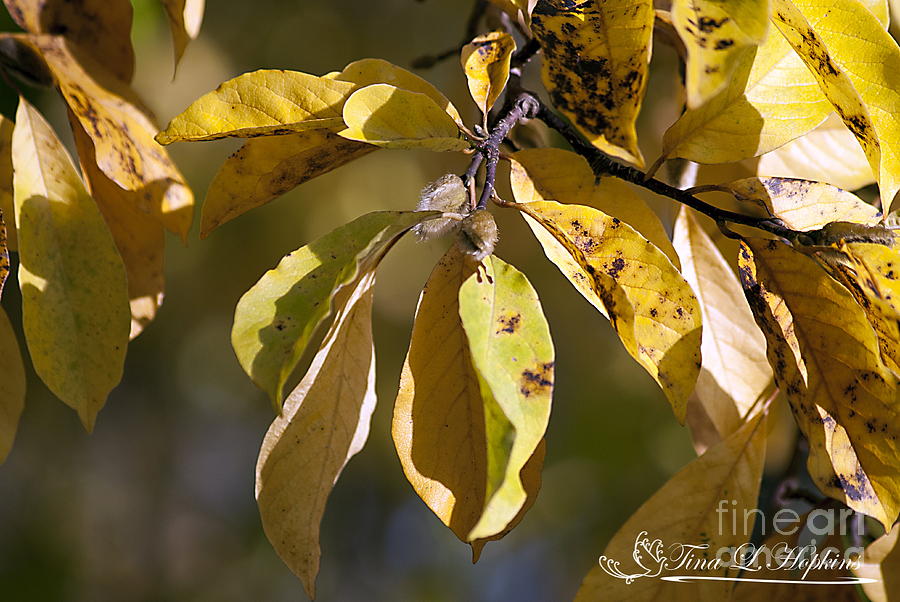 Magnolia Leaves 20121020_1_01 Photograph by Tina Hopkins