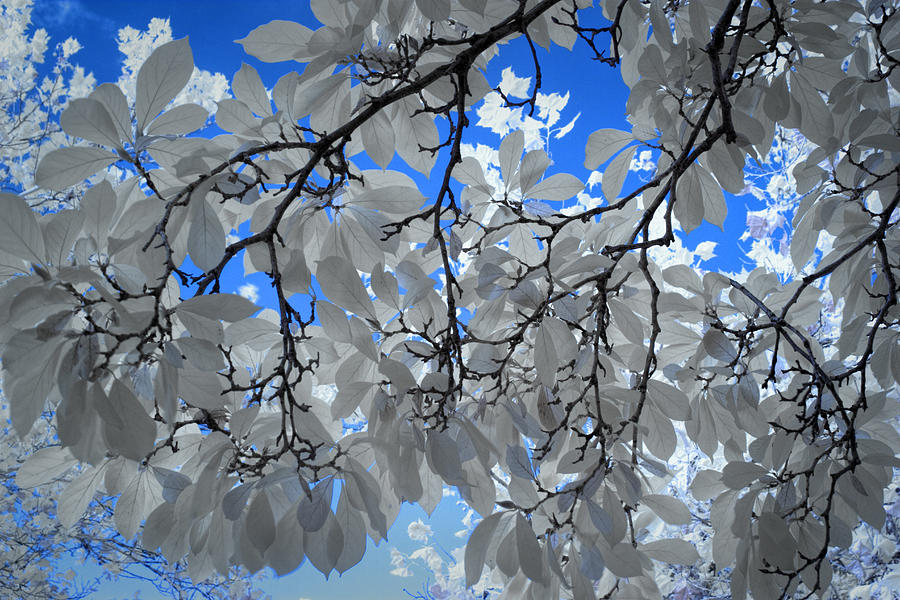 Magnolia Leaves against a Blue Sky Photograph by Randall Nyhof
