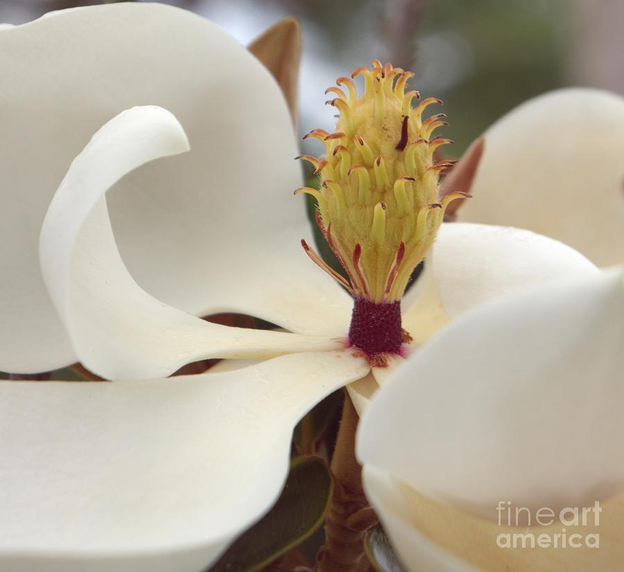 Magnolia Photograph by Lilliana Mendez