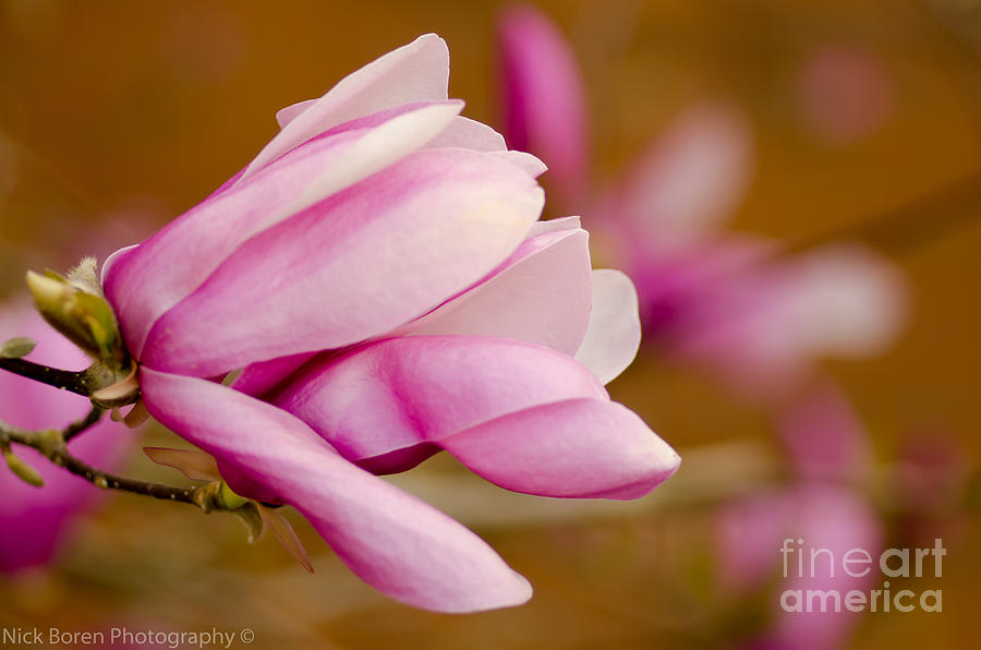 Magnolia Macro Photograph by Nick Boren