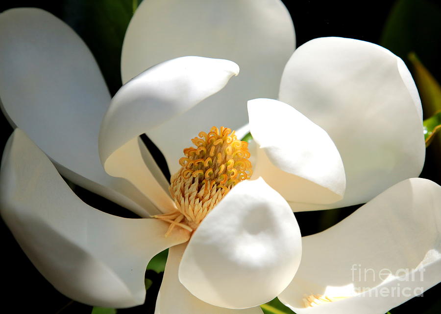 Magnolia Magic Photograph by Carol Groenen