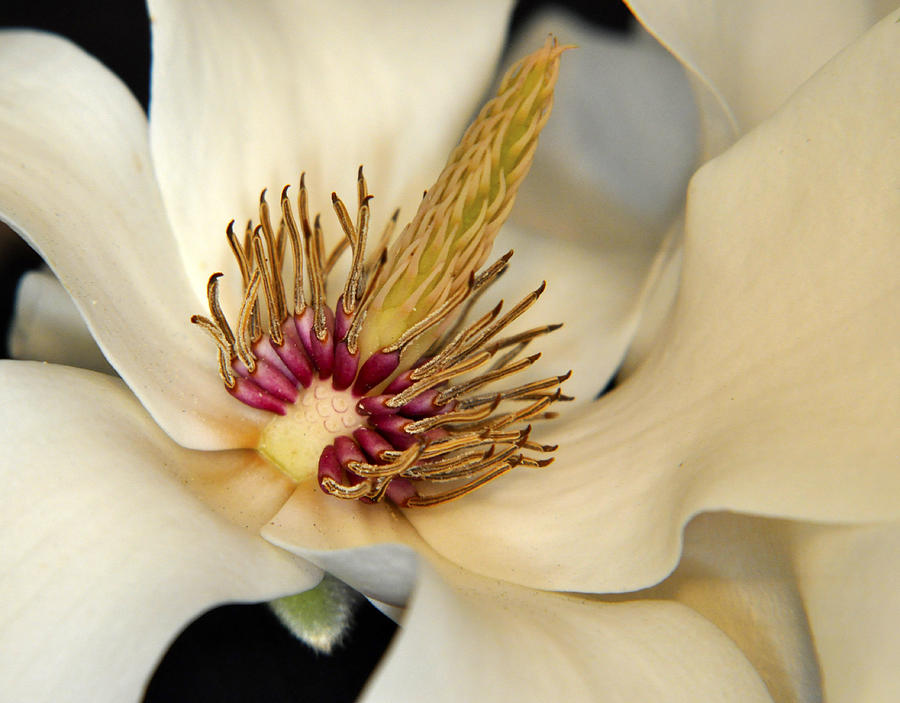 Magnolia Magic Photograph by Glenn Grossman