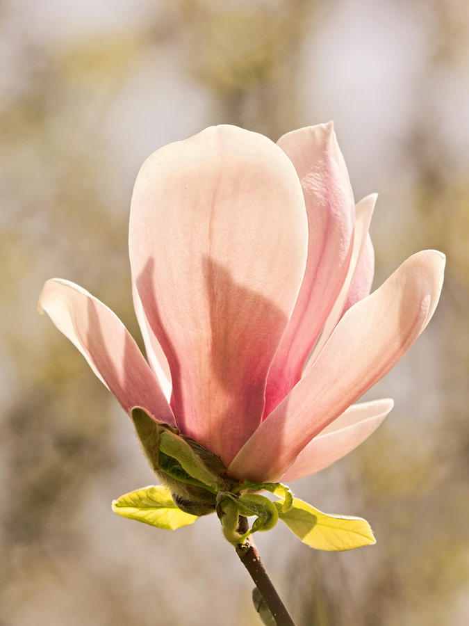 Magnolia Magnificence Photograph by Theo OConnor