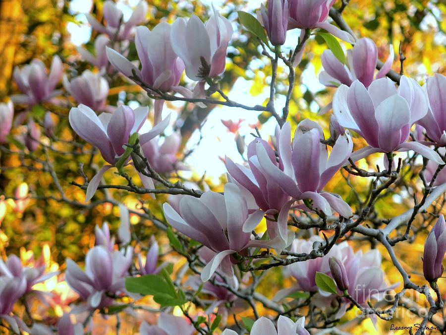 Magnolia Maidens Photograph by Leanne Seymour