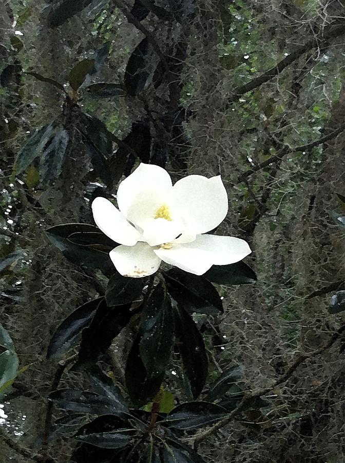 Magnolia Photograph by Marian Lonzetta