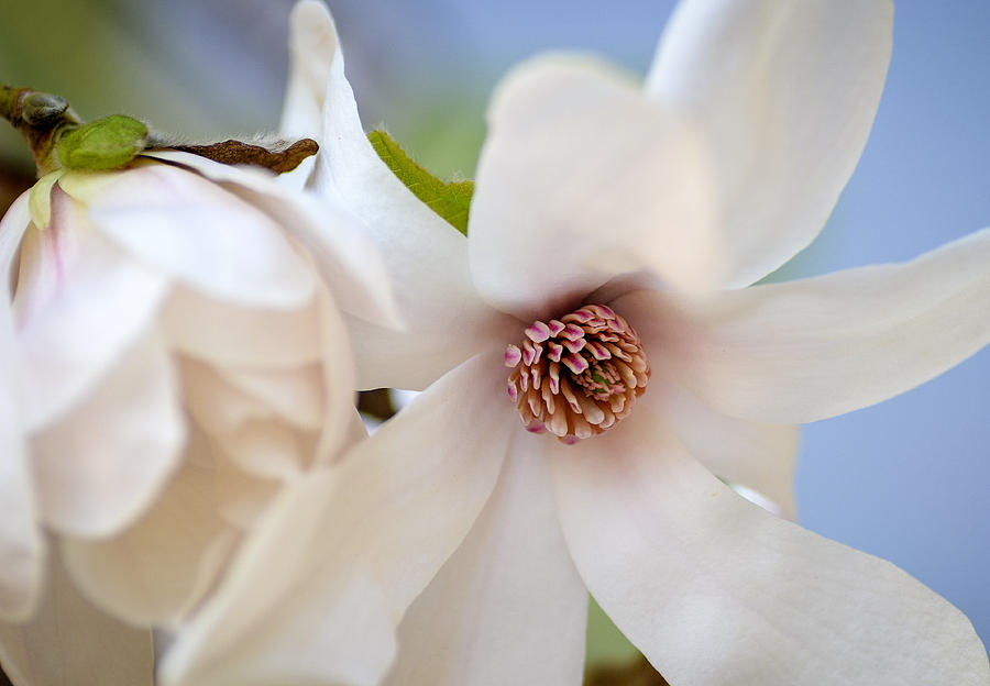 Magnolia Merrill Bloom Photograph by Julie Palencia