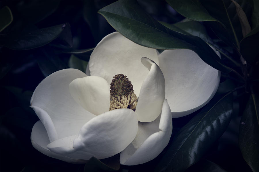 Magnolia Photograph by Mike Stephens