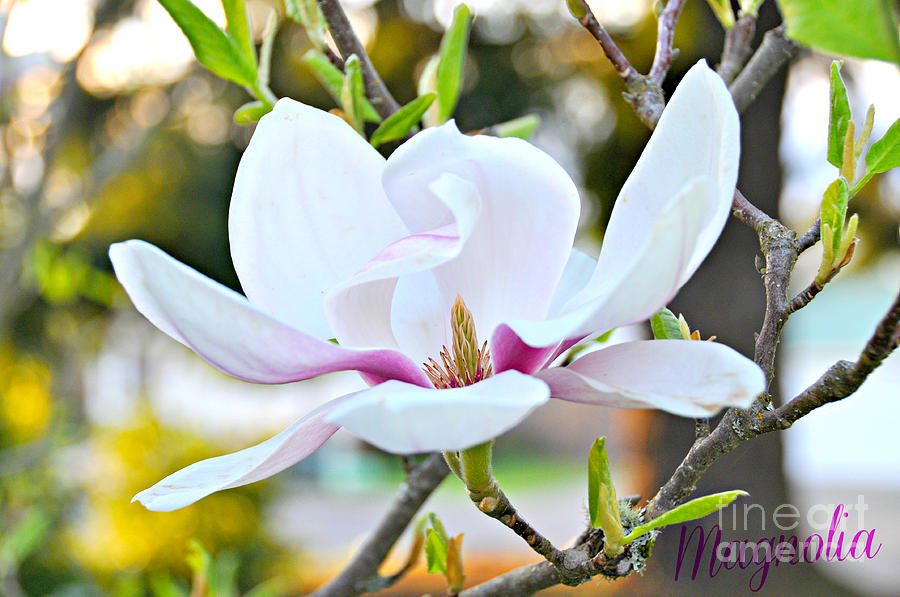 Magnolia  Photograph by Mindy Bench