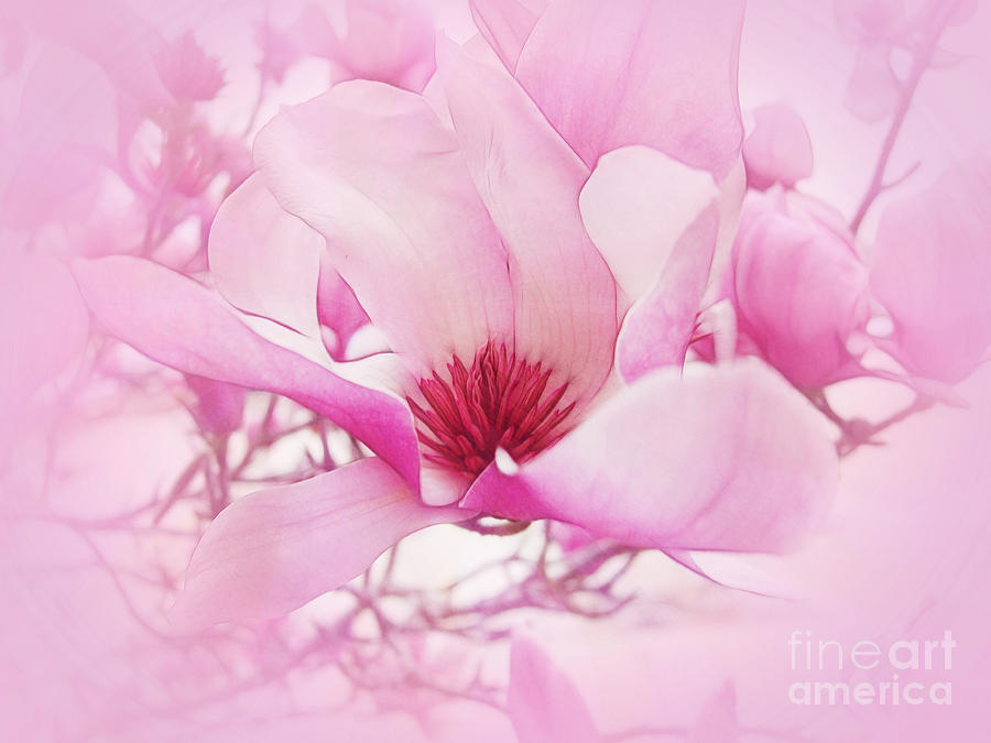 Magnolia Mist Photograph by Judi Bagwell