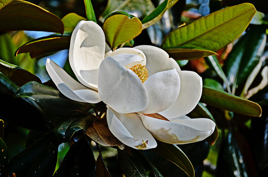 Magnolia Moment Photograph by Linda Brown