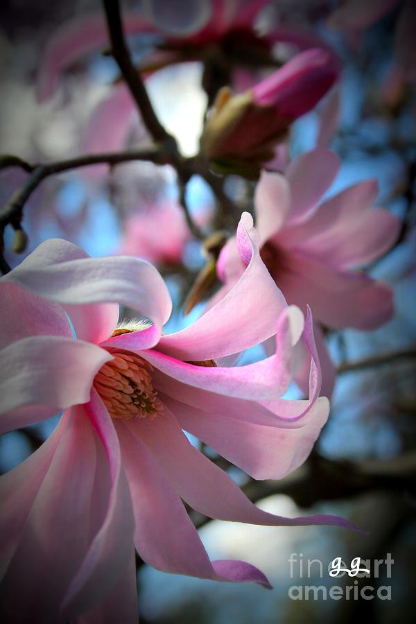 Magnolia Morning Photograph by Geri Glavis
