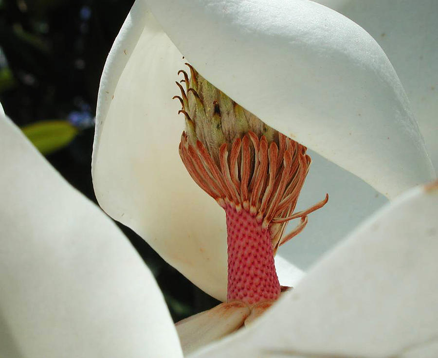 Flowers Still Life Photograph - Magnolia Nun by Leon Hollins III