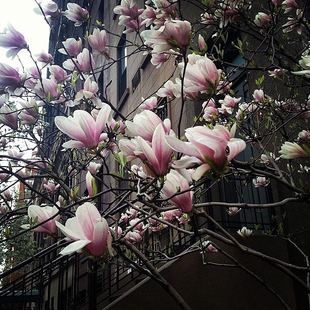 Magnolia Movie Photograph - #magnolia #nyc #spring by Ece Erduran