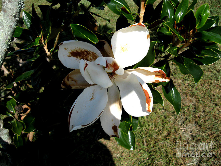 Magnolia Photograph by Oksana Semenchenko