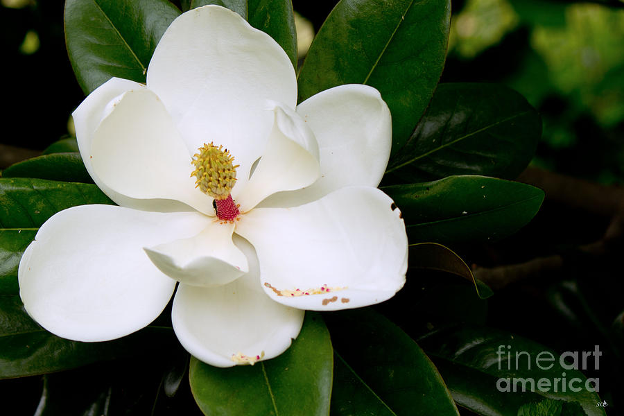 Magnolia Opened WIde Photograph by Sandra Clark