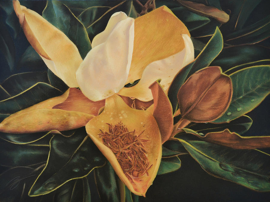 Magnolia - Pastel Pastel by Ben Kotyuk