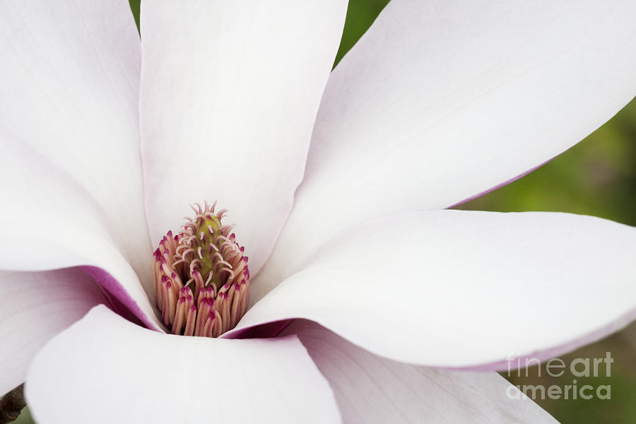 Magnolia Photograph by Patty Colabuono
