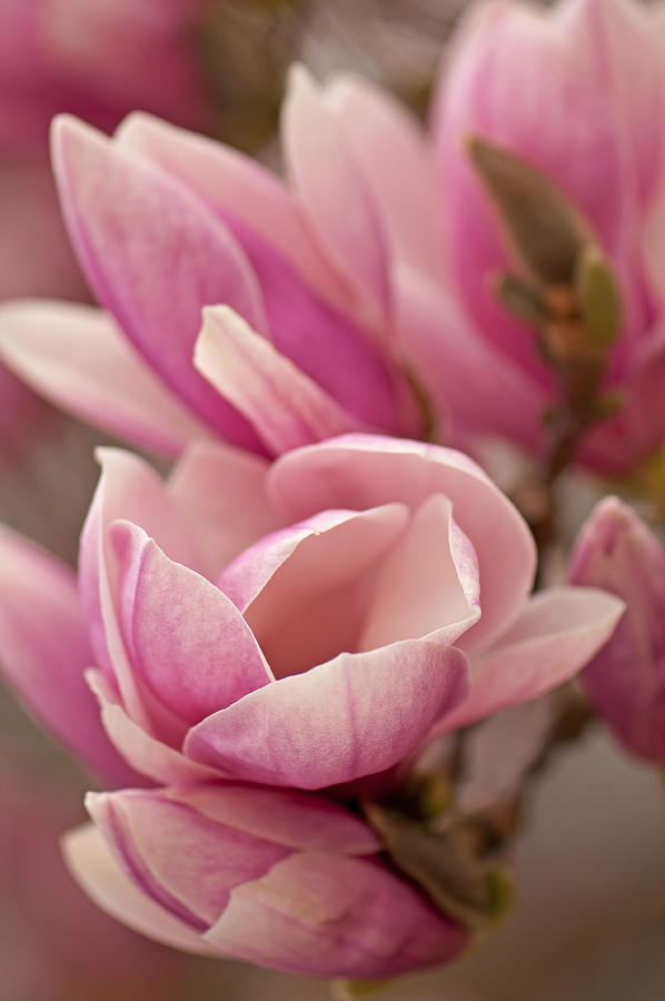 Magnolia Photograph by Paul Mangold