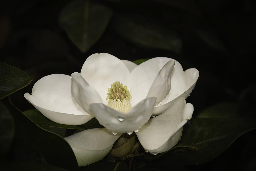 Magnolia Photograph by Penny Lisowski
