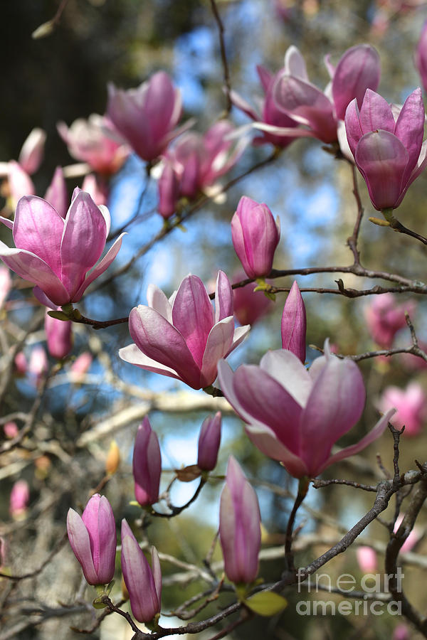 Magnolia Perspective Photograph by Carol Groenen