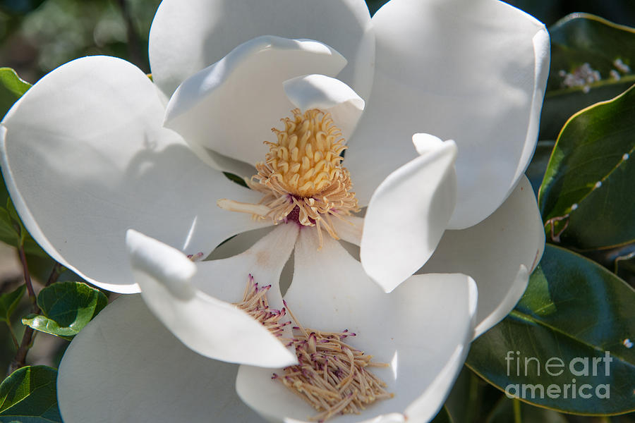 Magnolia Petals Photograph