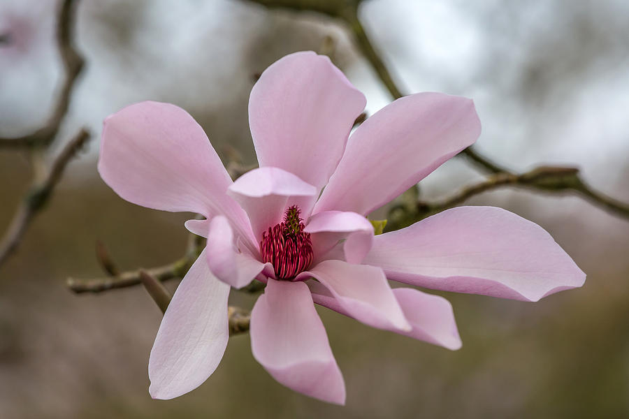 Magnolia Photograph by Pierre Leclerc Photography