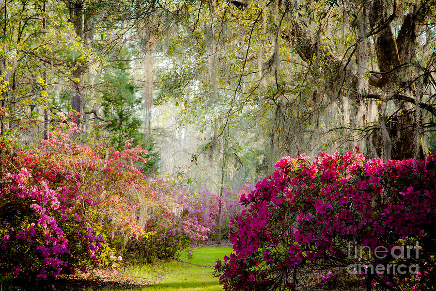 Magnolia Plantation and Gardens in Spring Photograph by Iris Greenwell