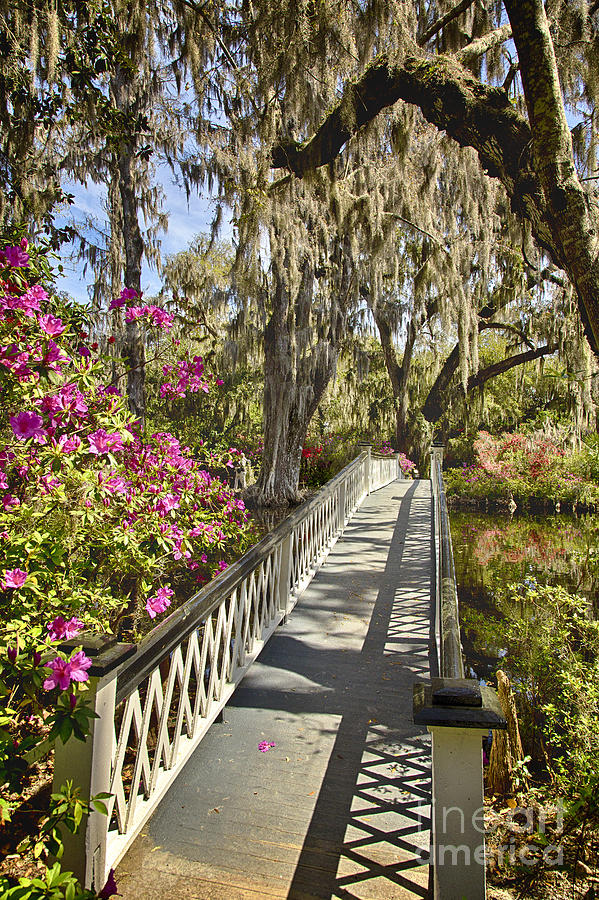 Magnolia Plantation Bridge Photograph by Carrie Cranwill
