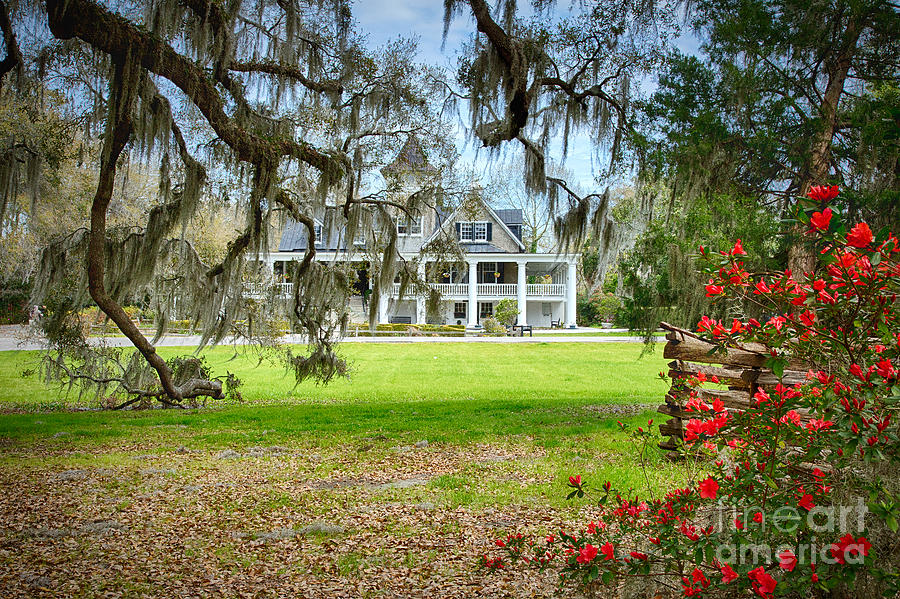 Magnolia Plantation Photograph by Carrie Cranwill