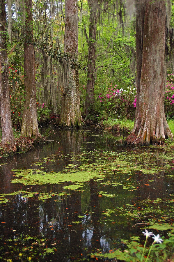 Spring Photograph - Magnolia Plantation Gardens Spring Series I by Suzanne Gaff