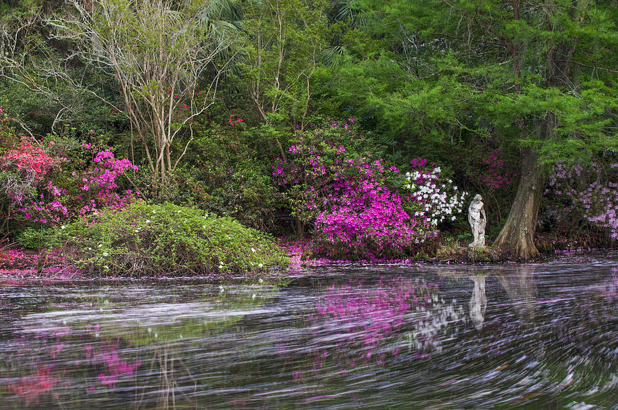 Spring Photograph - Magnolia Plantation by Joseph Rossbach