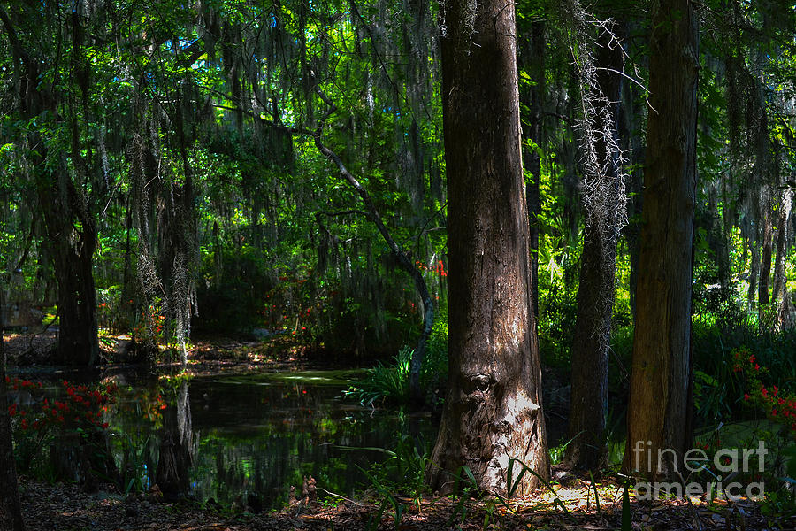 Magnolia Plantation Swamp Photograph by Amy Lucid