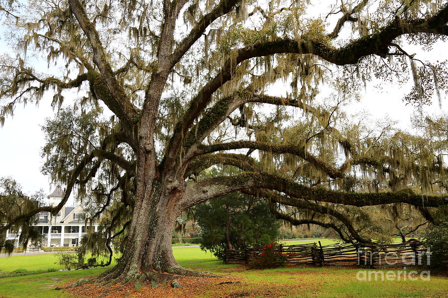 Tree Photograph - Magnolia Plantation Tree by Carol Groenen