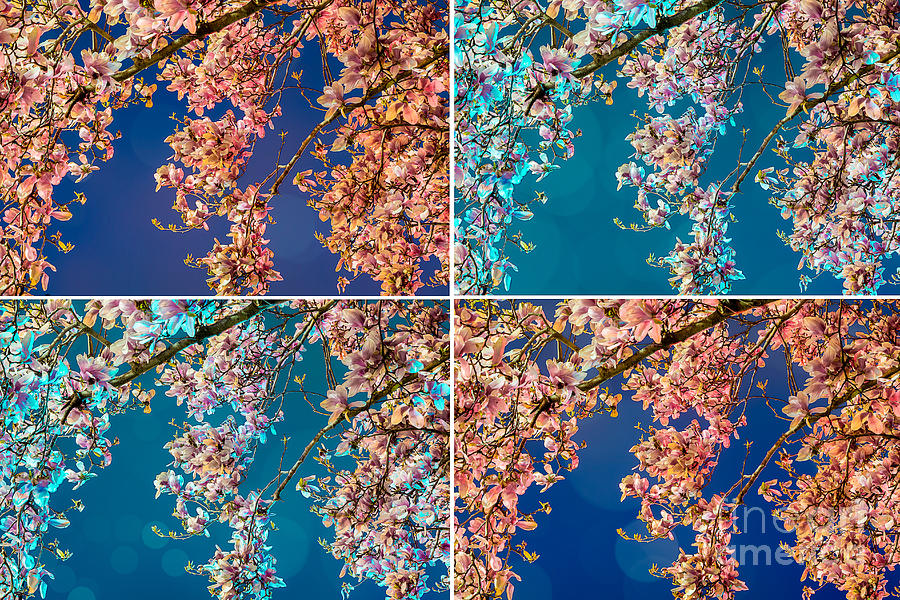 Magnolia Quad Digital Art by Susan Cole Kelly Impressions