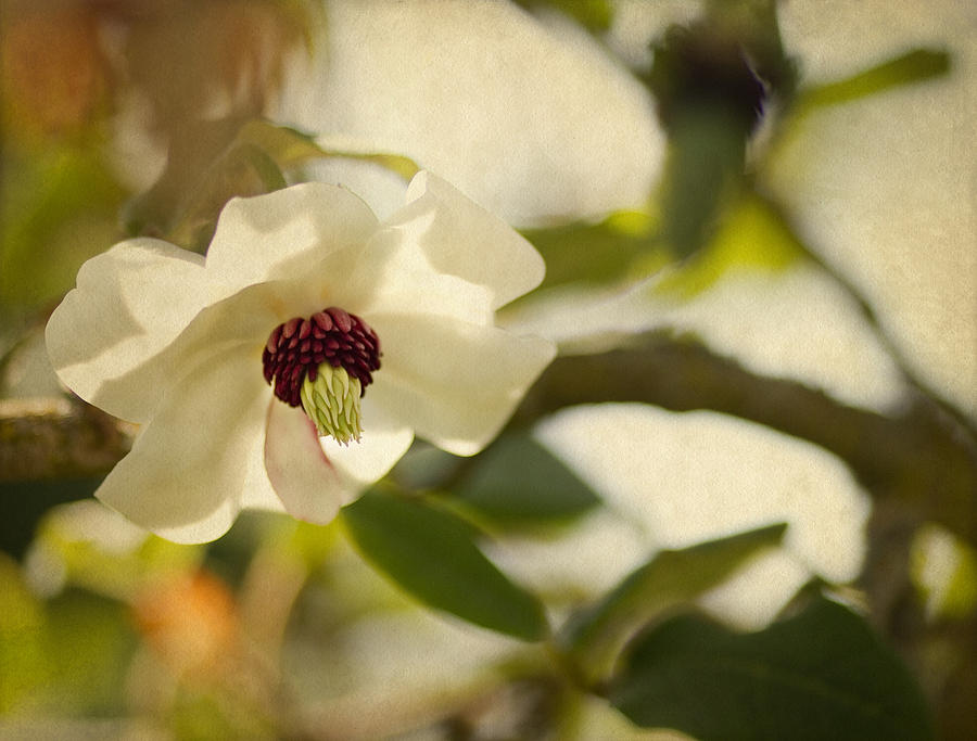 Magnolia Photograph by Rebecca Cozart