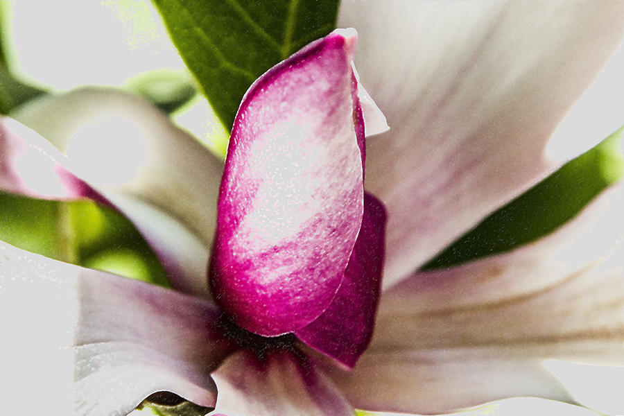 Magnolia Digital Art by Photographic Art by Russel Ray Photos