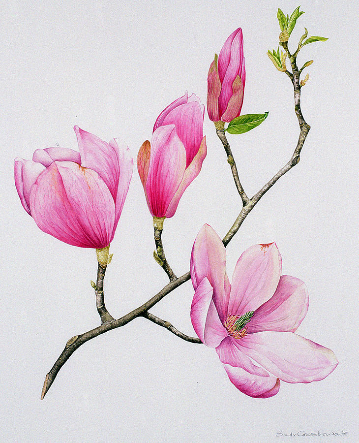 Magnolia Movie Painting - Magnolia by Sally Crosthwaite