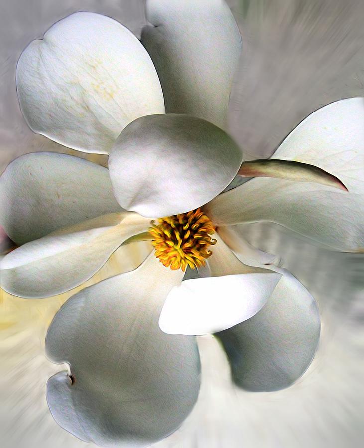 Magnolia Photograph by Savannah Gibbs
