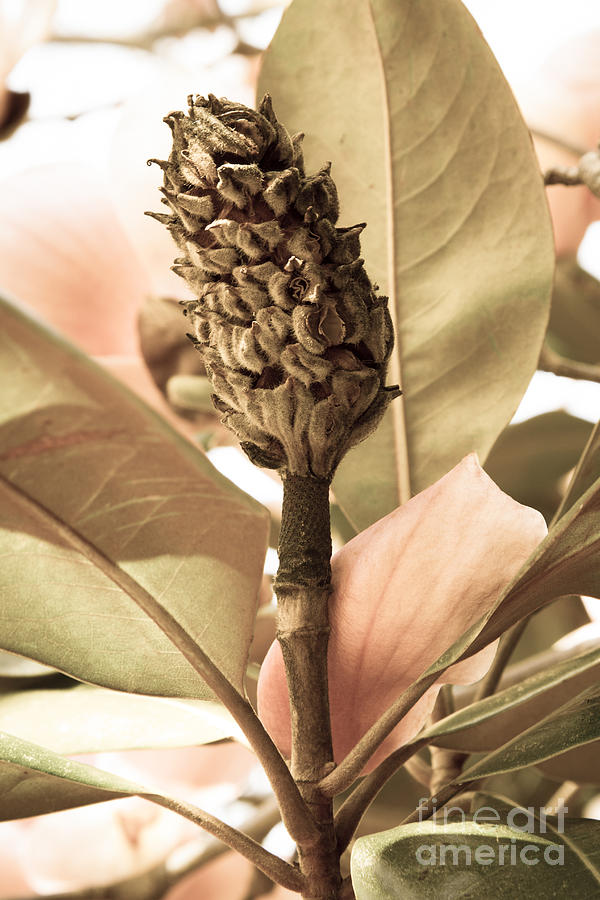 Magnolia Seed Pod Photograph by Chris Scroggins