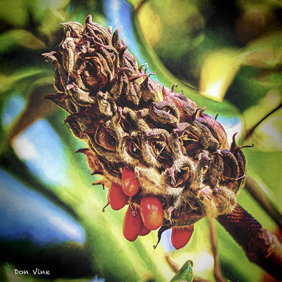 Magnolia Seed Pod Photograph by Don Vine