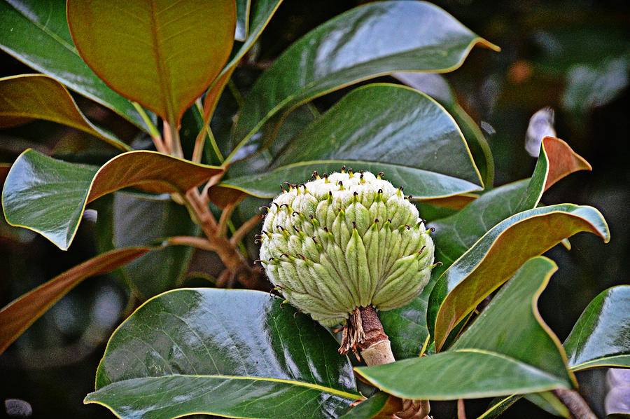 Magnolia Seed Pod Photograph by Linda Brown