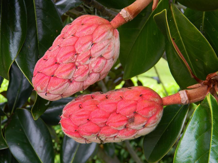 Magnolia Seed Pods Photograph by Warren Thompson - Pixels