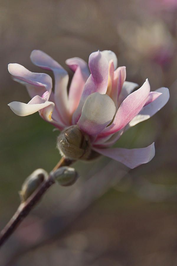 Magnolia Softness Photograph by Leda Robertson