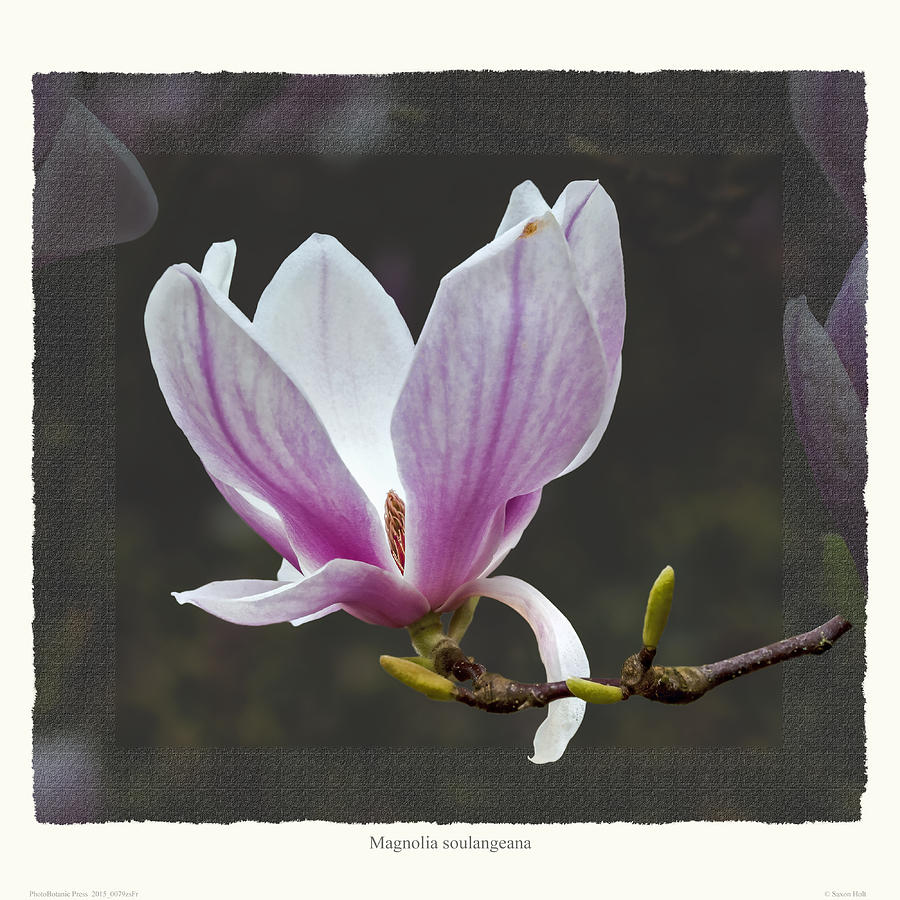 Magnolia soulangeana flower Photograph by Saxon Holt