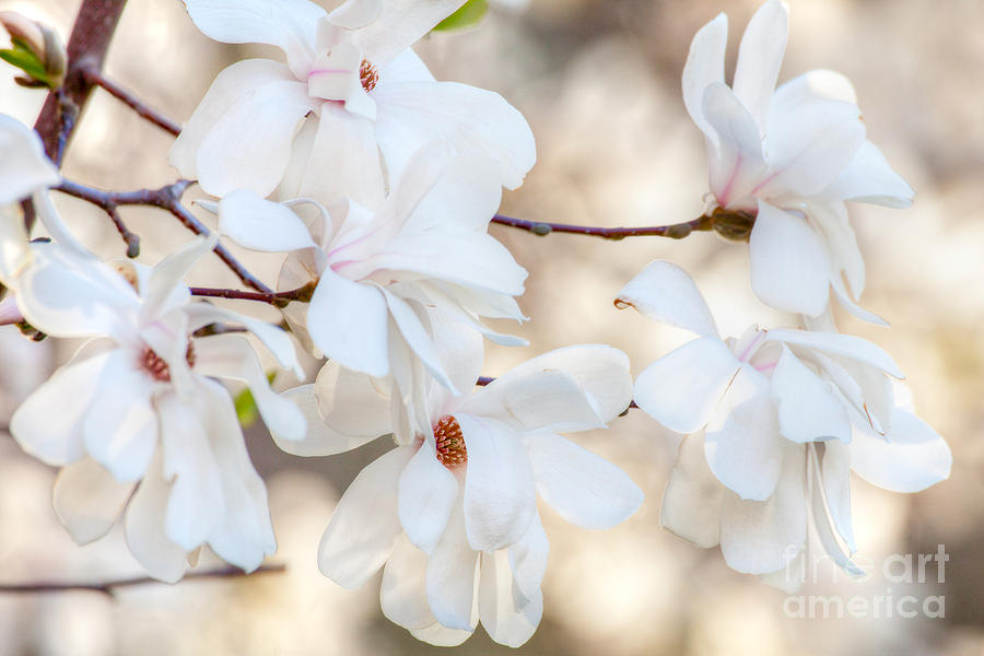 Magnolia Spring 1 Digital Art by Susan Cole Kelly Impressions