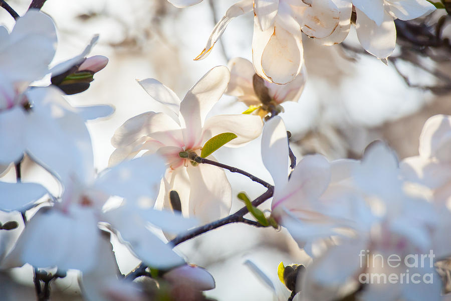 Magnolia Spring 3 Digital Art by Susan Cole Kelly Impressions