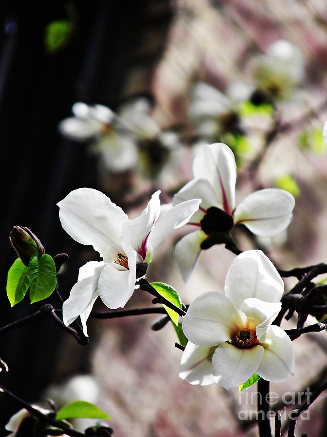 Flower Photograph - Magnolia Spring by Sarah Loft