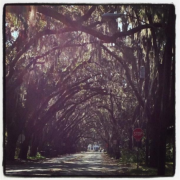 Florida Photograph - Magnolia St St Augustine #moss by Mary Anne Payne